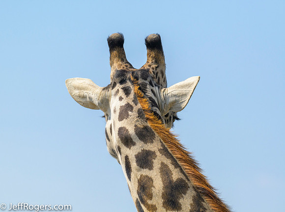 Maasai_Mara-5735