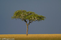 Maasai_Mara-4868