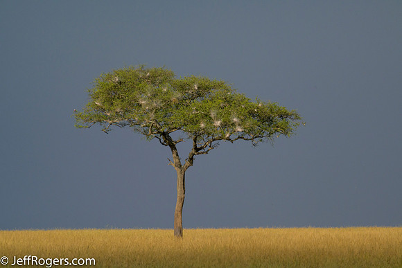 Maasai_Mara-4868