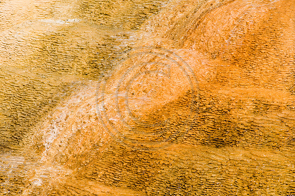 Yellowstone-6465