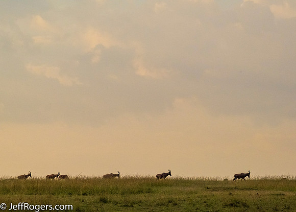 Maasai_Mara-4985