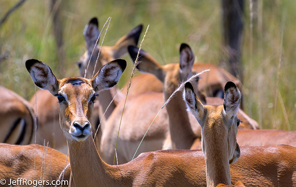 Maasai_Mara-5493