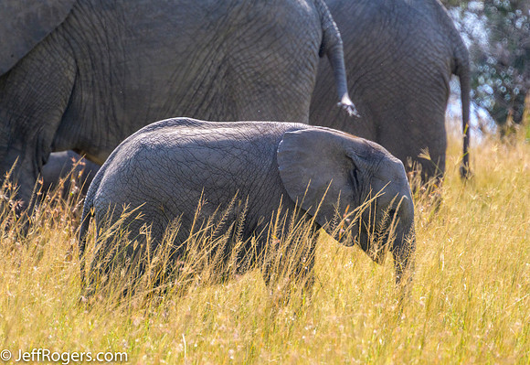 Maasai_Mara-5970