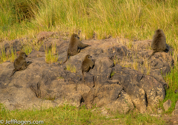 Maasai_Mara-5174