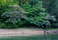 Water_LaurelLake-1404