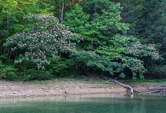 Water_LaurelLake-1404