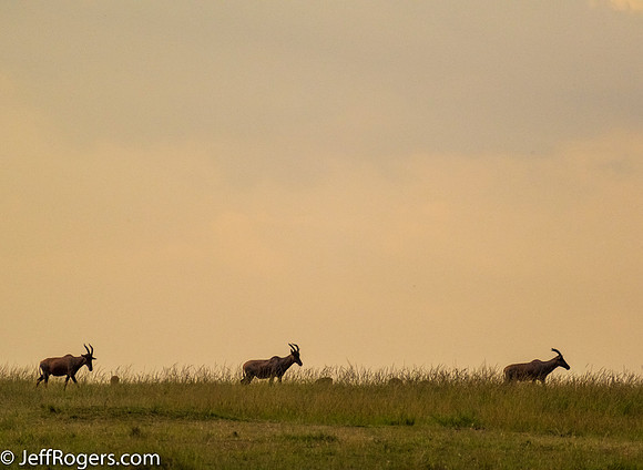 Maasai_Mara-4991