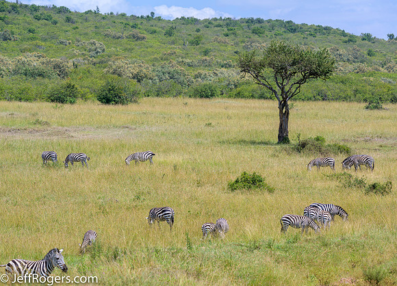 Maasai_Mara-4573