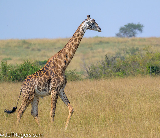 Maasai_Mara-5620