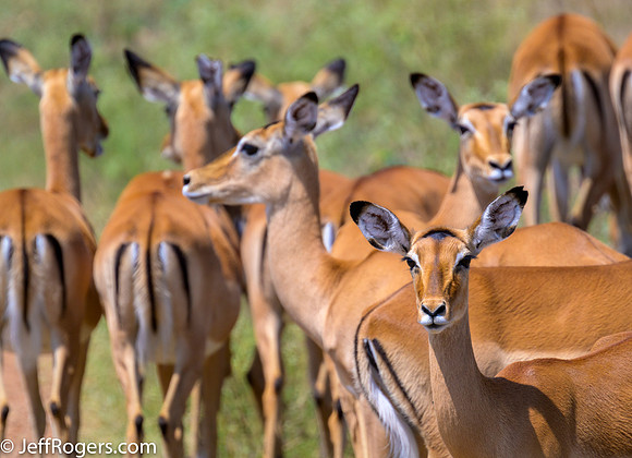 Maasai_Mara-5456