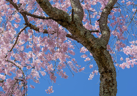 KY-Trees_Blooms6564