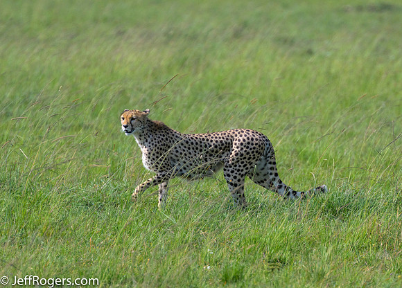 Maasai_Mara-5302