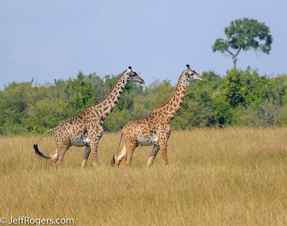Maasai_Mara-5639