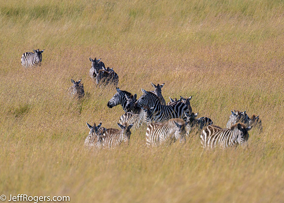 Maasai_Mara-5859