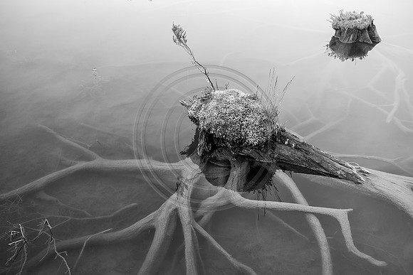 W_VA-8108bw_w