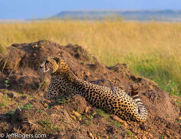 Maasai_Mara-5094