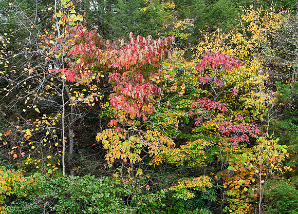 Water_LaurelLake-2104