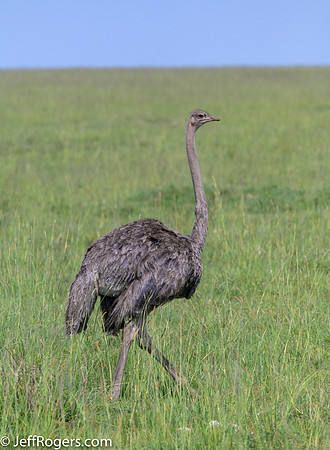 Maasai_Mara-5406