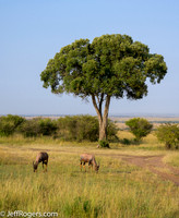 Maasai_Mara-3668