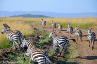 Maasai_Mara-3886