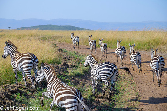 Maasai_Mara-3886