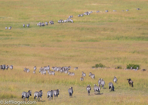 Maasai_Mara-5896