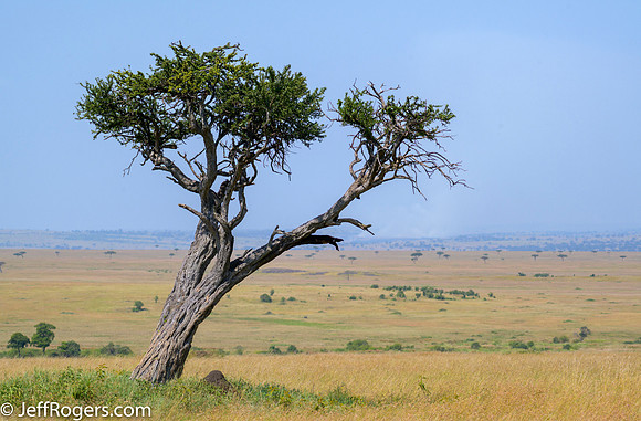 Maasai_Mara-5436