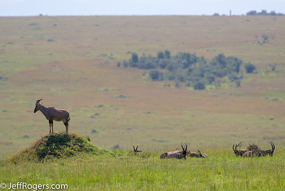 Maasai_Mara-5405