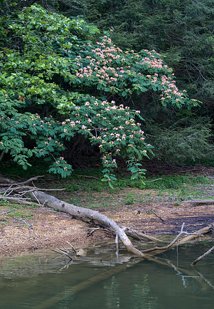 Water_LaurelLake-1385