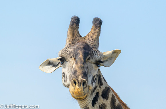 Maasai_Mara-5731