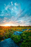 DollySods8374web