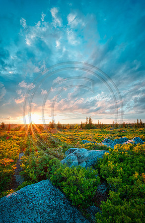 DollySods8374web