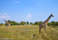 Maasai_Mara-3843