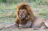 Maasai_Mara-4907