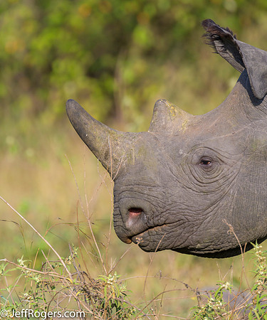 Maasai_Mara-5804