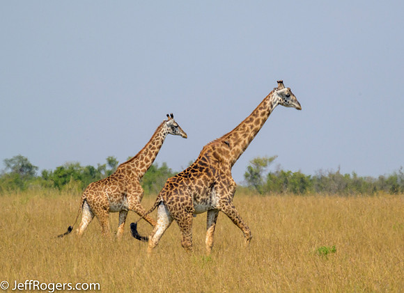 Maasai_Mara-5667