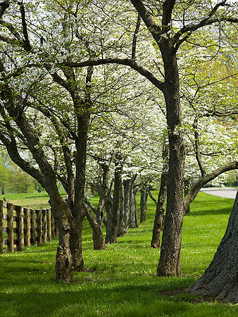 JRP_SpringTrees8778w