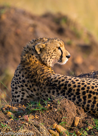 Maasai_Mara-5116