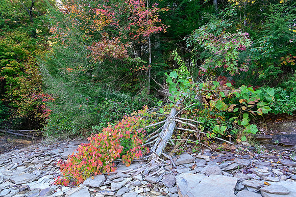 Water_LaurelLake-1603