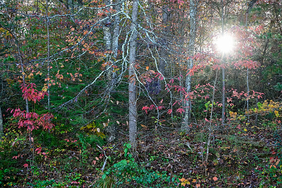 Water_LaurelLake-1506