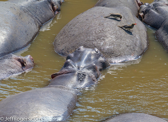 Maasai_Mara-5576