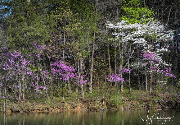 KY-Redbuds_Bernheim7778