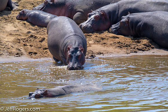 Maasai_Mara-5512
