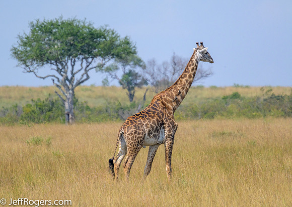 Maasai_Mara-5633