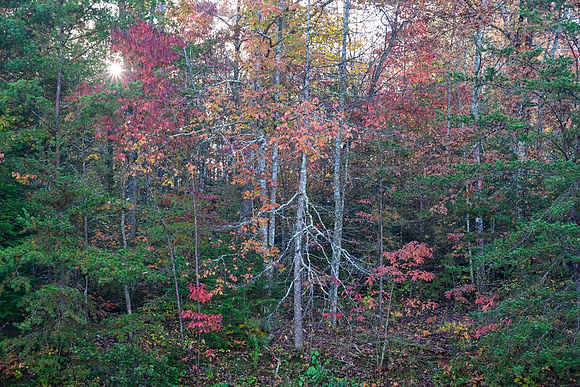Water_LaurelLake-1448