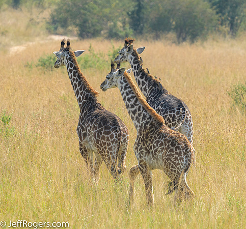 Maasai_Mara-5765