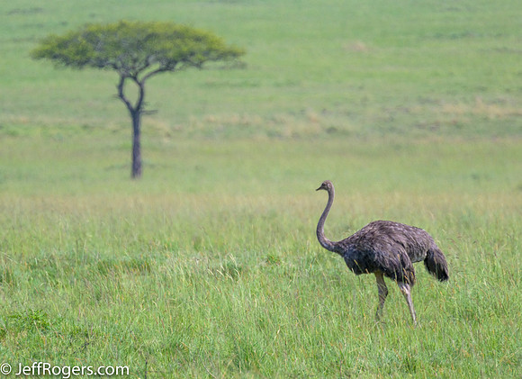 Maasai_Mara-5391