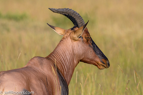 Maasai_Mara-5148