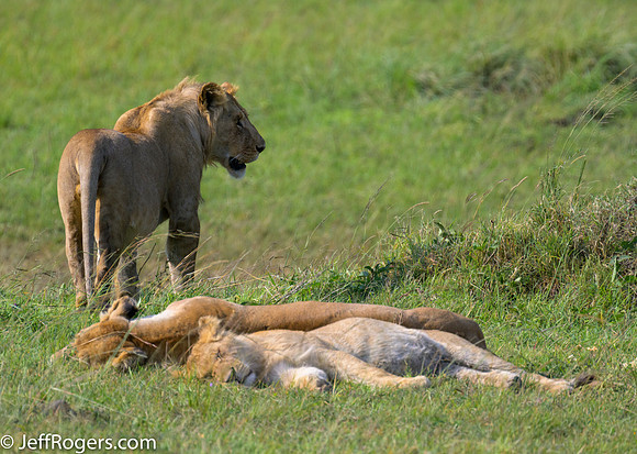 Maasai_Mara-5268