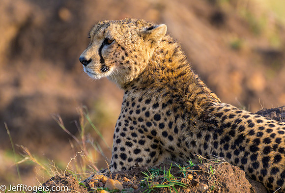 Maasai_Mara-5096